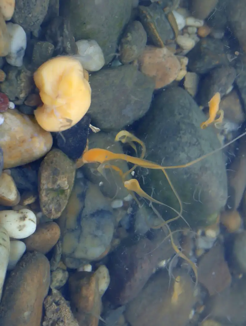Egg the Flow photograph